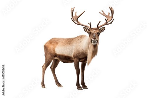 Caribou isolated on a transparent background. Animal right side view portrait.	