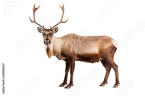 Caribou isolated on a transparent background. Animal left side view portrait. 