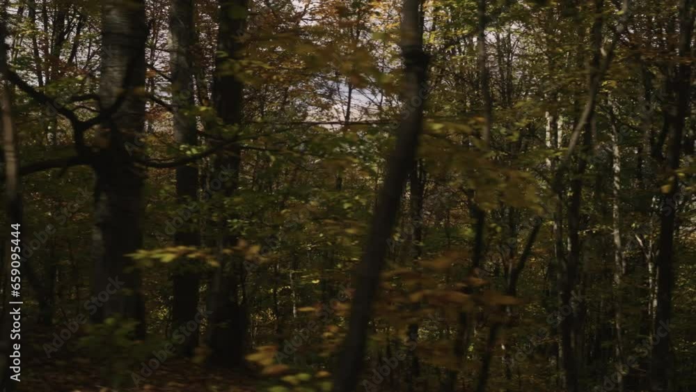 Slow motion driving plate side view of a dense autumn forest in the mountains Slow motion driving plate side view of a dense autumn forest in the mountains