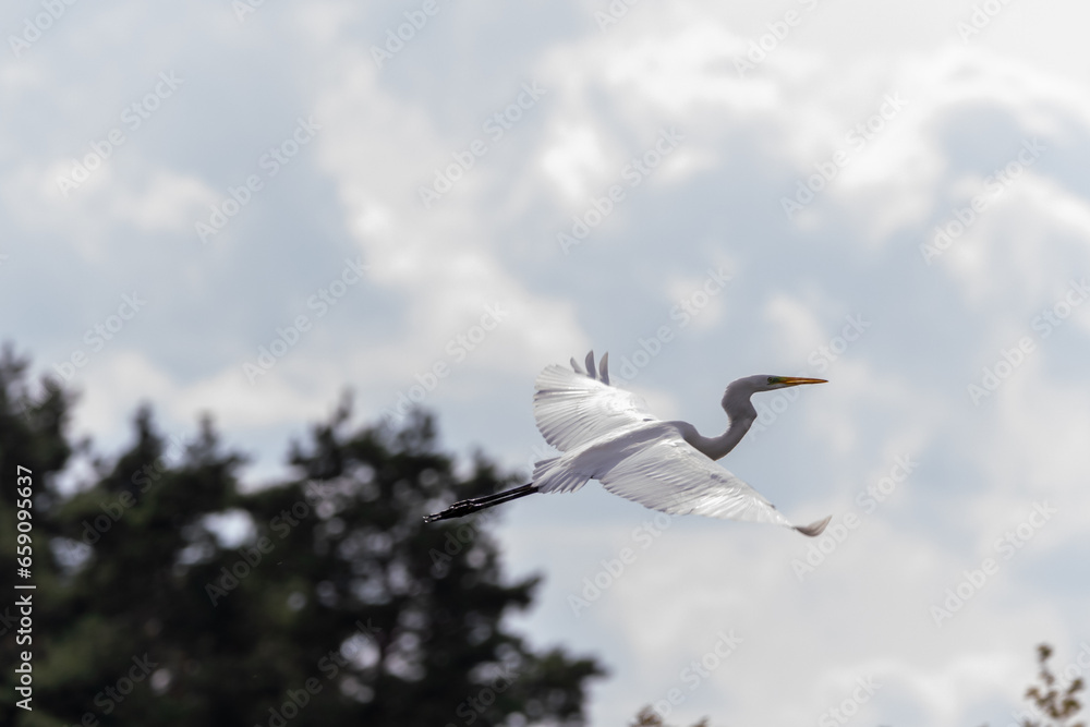 Great egret (Ardea alba) or the common egret Great egret (Ardea alba) or the common egret