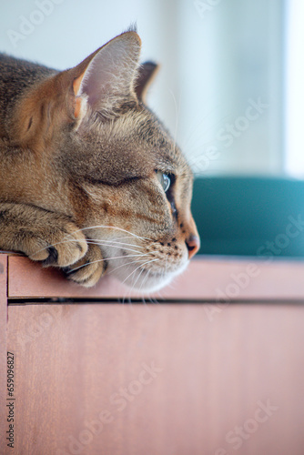 sad cat lies on a shelf near the window