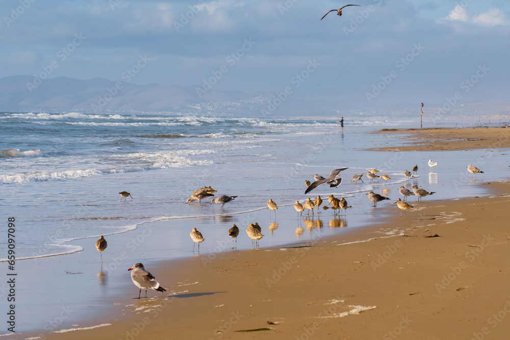 Flock of sea birds on the beach with beautiful blue sea and cloudy sky in the background, California Flock of sea birds on the beach with beautiful blue sea and cloudy sky in the background, California
