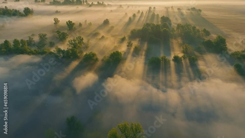 Fog nature sun morning river forest view lanscape travel foggy