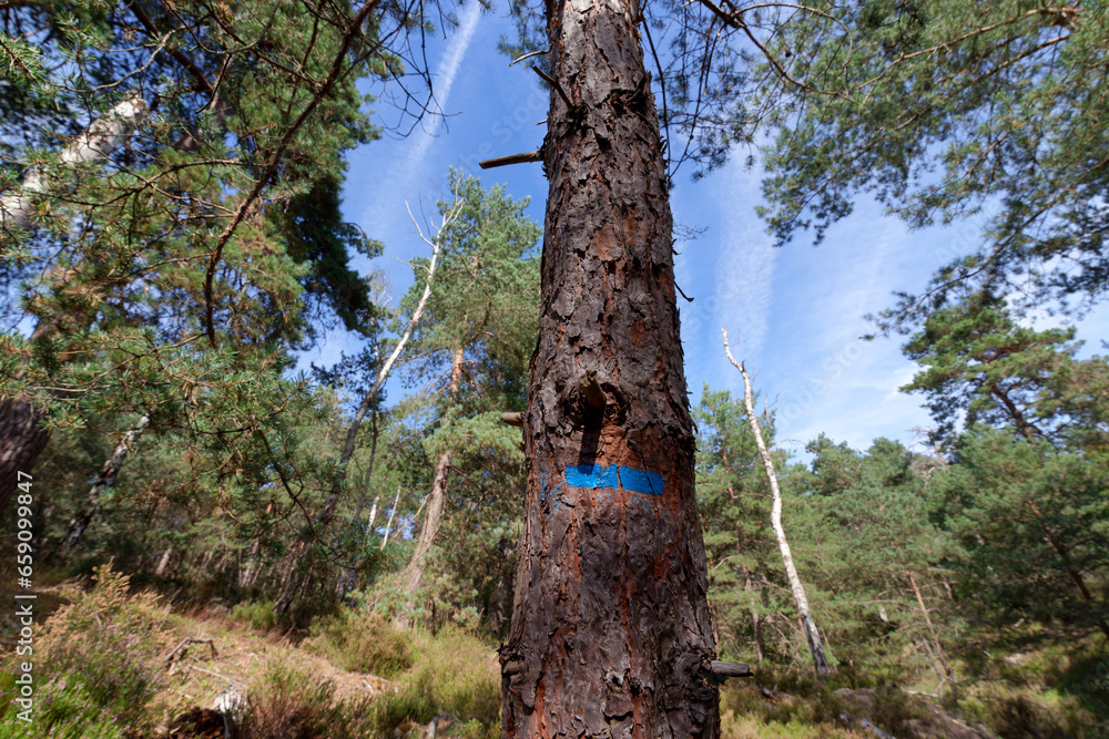 Fototapeta premium Blue sign on Pine tree. Apremont gorges in Fontainebleau forest