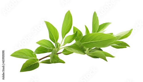 fresh green leaves isolated on transparent background cutout