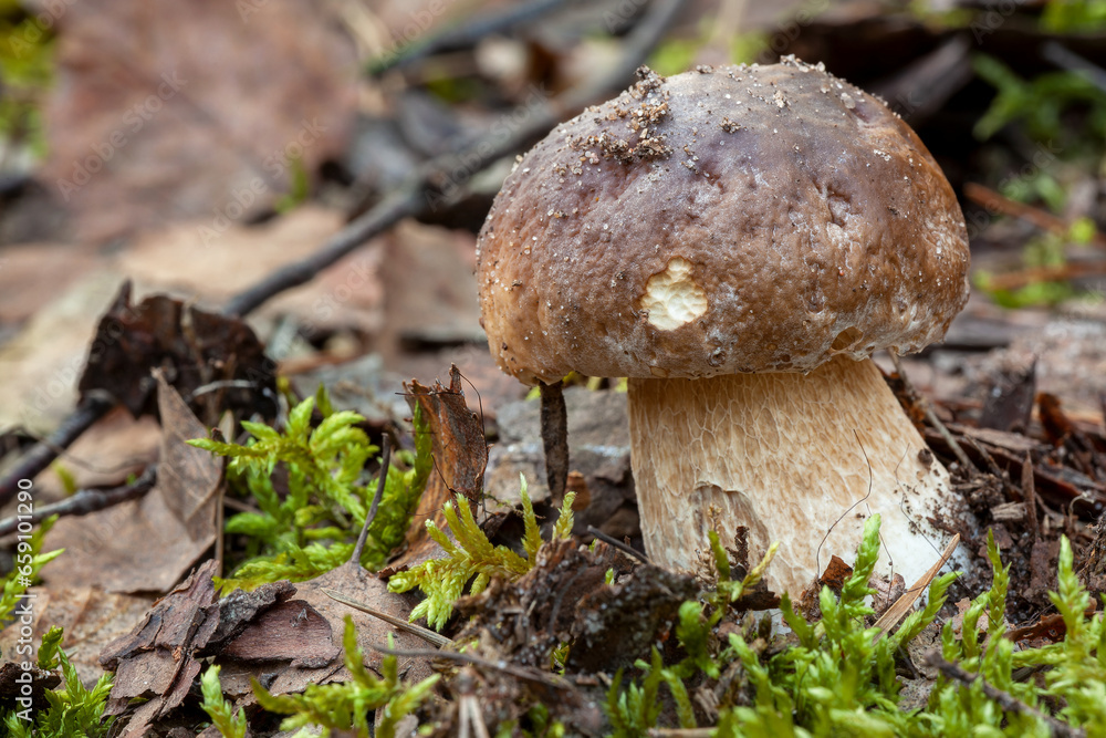 Penny bun mushroom (Boletus edulis) growing in natural forest. Edible wild fungi. Poland, Europe. Penny bun mushroom (Boletus edulis) growing in natural forest. Edible wild fungi. Poland, Europe.
