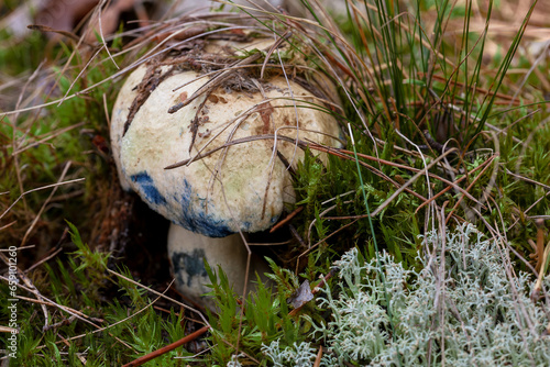 Bluing bolete mushroom (Gyroporus cyanescens) in nature forest. Poland, Europe. photo