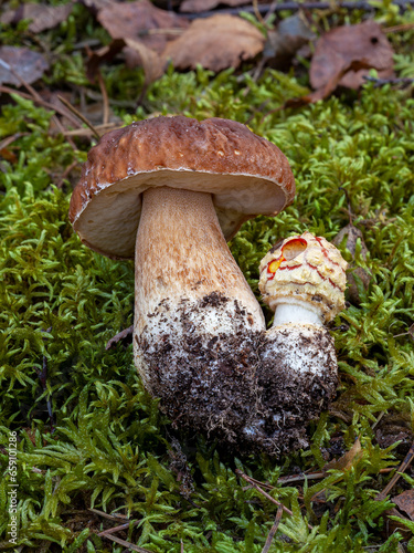 Big edible mushroom (Boletus edulis) and little inedible mushroom (Amanita muscaria) growing together connected.