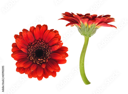 Set of red gerbera flowers isolated on white or transparent background photo