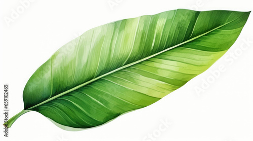 watercolor of banana leaf isolated