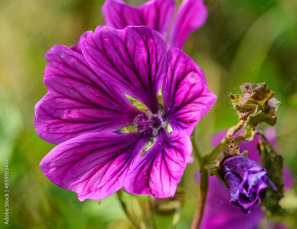 purple flower of common mallow (also cheeses, high or tall mallow) (Malva sylvestris) purple flower of common mallow (also cheeses, high or tall mallow) (Malva sylvestris)