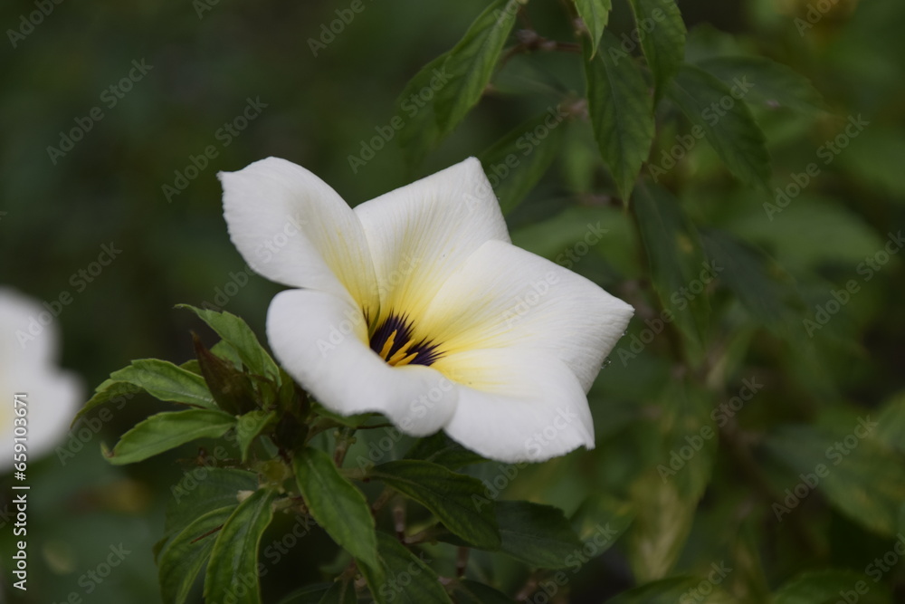 turnera subulata or what is called the eight o'clock flower turnera subulata or what is called the eight o'clock flower