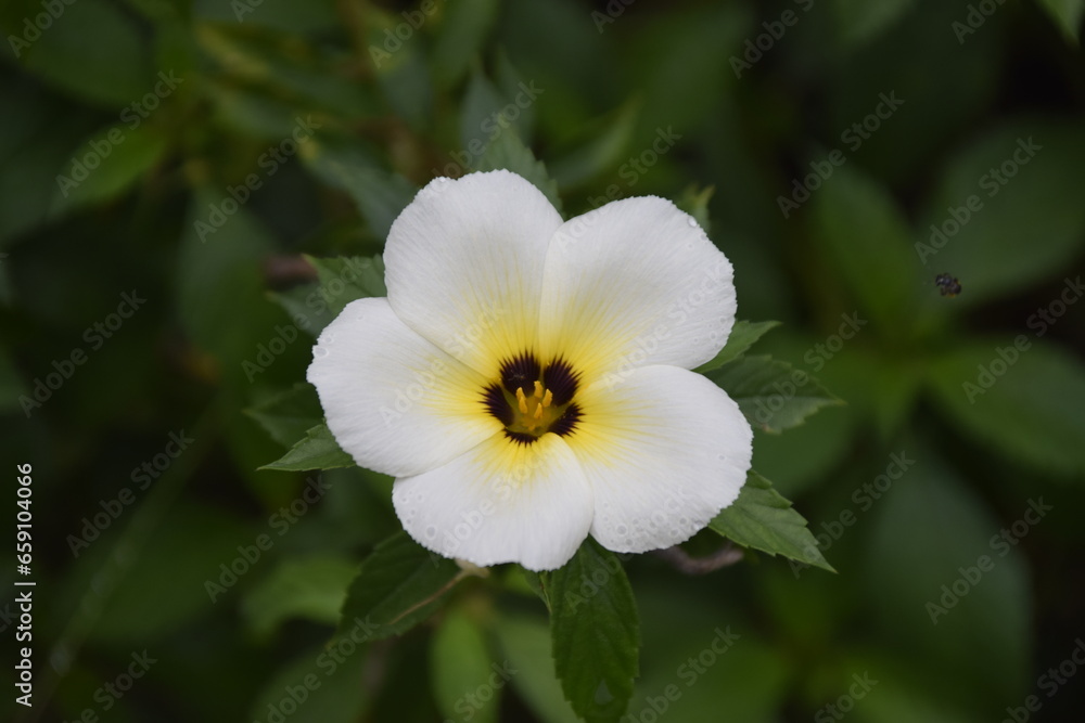 turnera subulata or what is called the eight o'clock flower