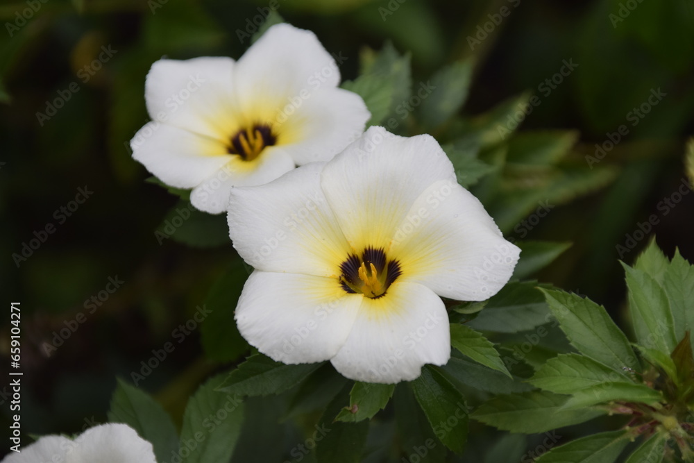 turnera subulata or what is called the eight o'clock flower turnera subulata or what is called the eight o'clock flower
