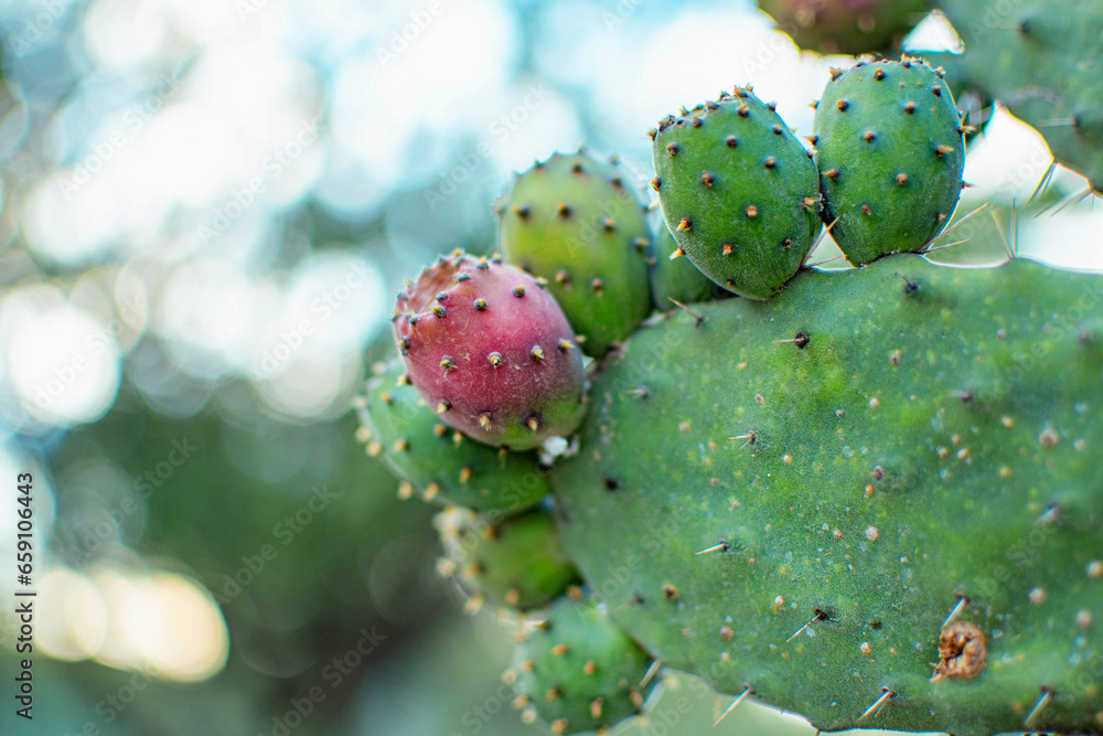 Opuntia ficus-indica o nopal con tunas verdes y rojas en un una montaña con fondo desenfocado Opuntia ficus-indica o nopal con tunas verdes y rojas en un una montaña con fondo desenfocado