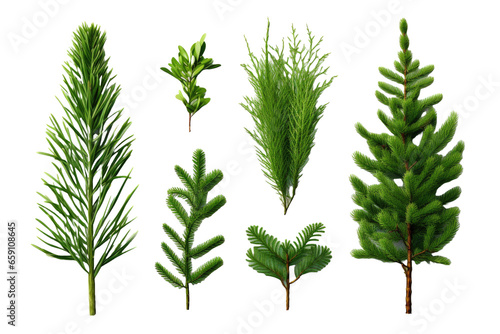 Assorted leaves fir tree, pine leaves set / collection, isolated natural green design elements for Christmas, holiday, nature or winter backgrounds and layouts, cut PNG, top view - flat.