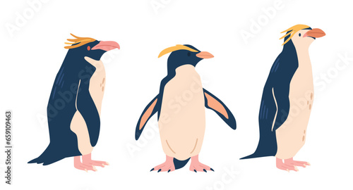 Rockhopper Penguin Species, Known For Their Distinctive Yellow Eyebrows, Are Agile, Coastal Birds, Vector Illustration