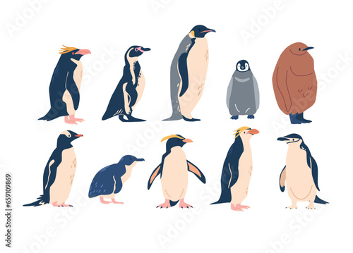 Penguins Various Species, Emperor, Adelie, Gentoo, Rockhopper And King Penguins. They Vary In Size, Habitat And Markings