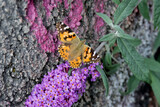 Painted Lady (Vanessa cardui) butterfly perched on summer lilac in Zurich, Switzerland