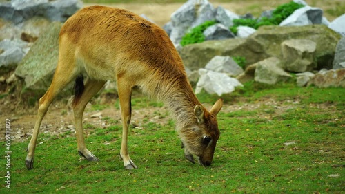 Video of Nile Lechwe in zoo photo