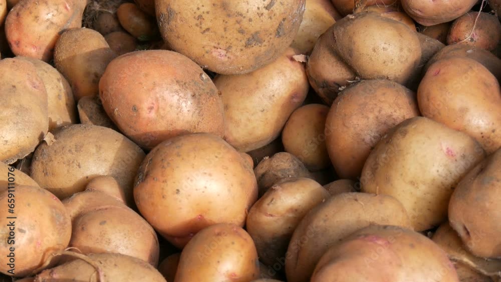 Harvest potatoes. Large potatoes lie in the barn after harvest. Close up view Harvest potatoes. Large potatoes lie in the barn after harvest. Close up view