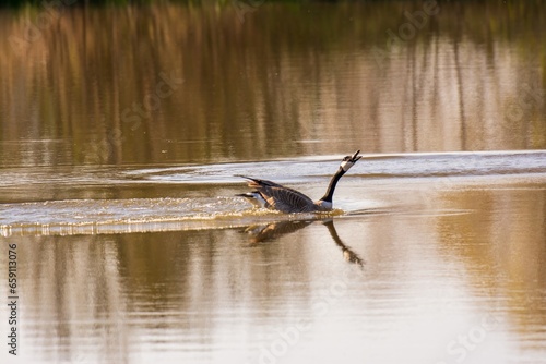 Canadian Goose on water honking