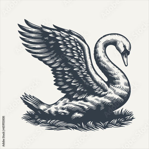 Swan. Vintage woodcut engraving style vector illustration.	