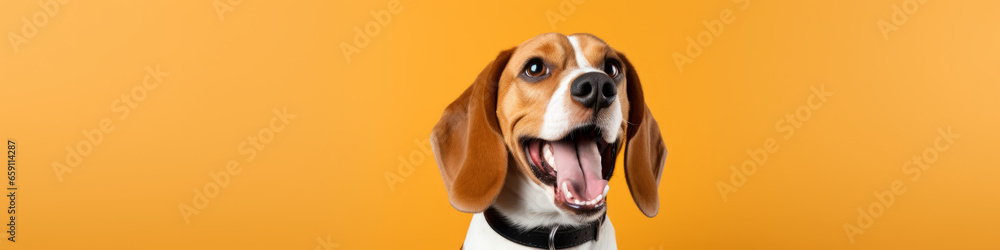 beagle in front of yellow background
