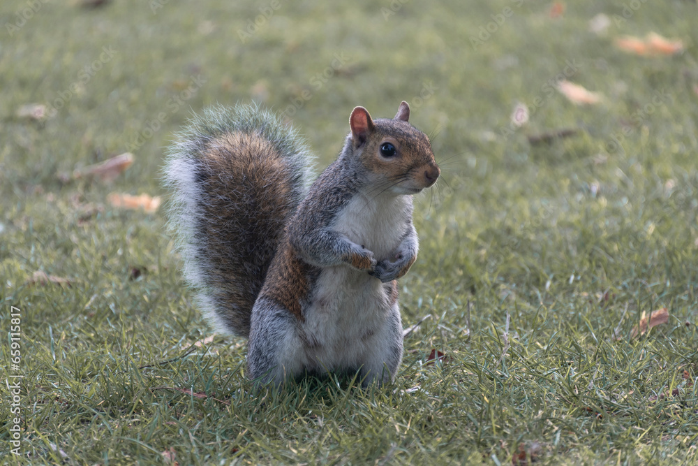 Retrato de ardilla en un parque Retrato de ardilla en un parque