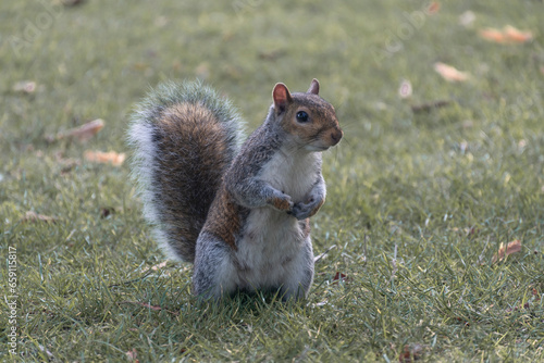Retrato de ardilla en un parque