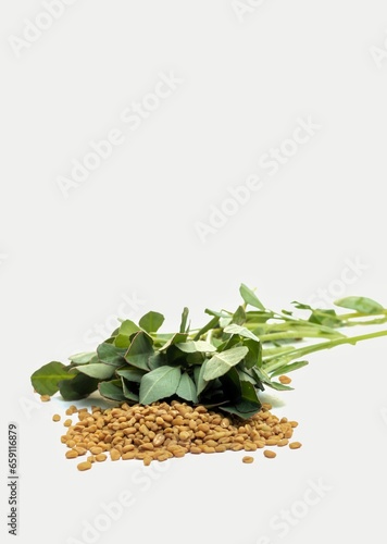 Fenugreek Plants with Leaves and Seeds Isolated on White Background, Also Known as Methi Plant Leaves
