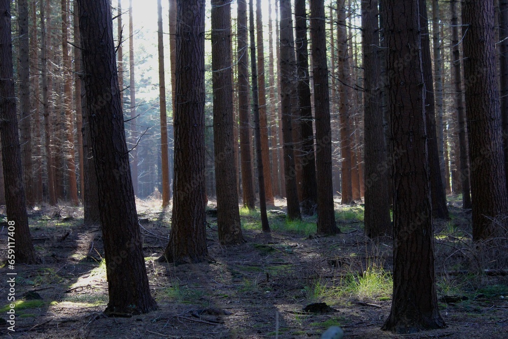 Obraz premium Autumn forest in the Netherlands