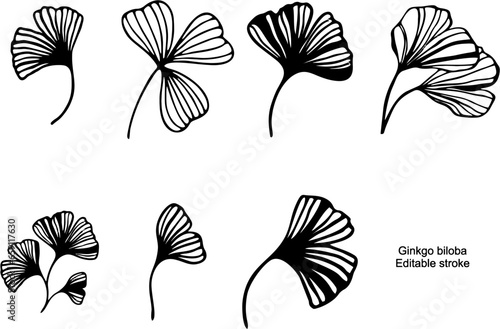 Ginkgo or Gingko Biloba flowers and leaves set. Nature botanical Editable vector illustration, herbal medicine isolated over white background. eps 10.