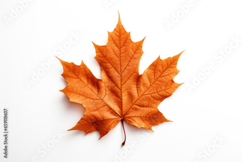 Autumn leaf in white background