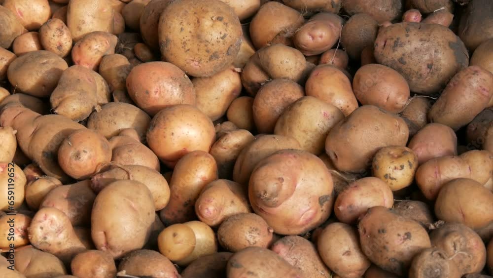 Harvest potatoes. Large potatoes lie in the barn after harvest. Close up view