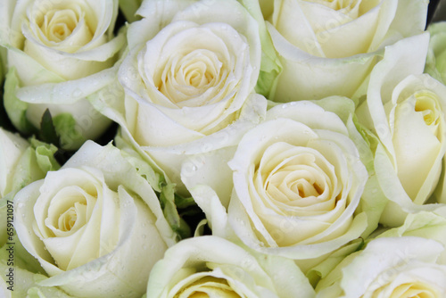 flowers natural background of fresh white roses
