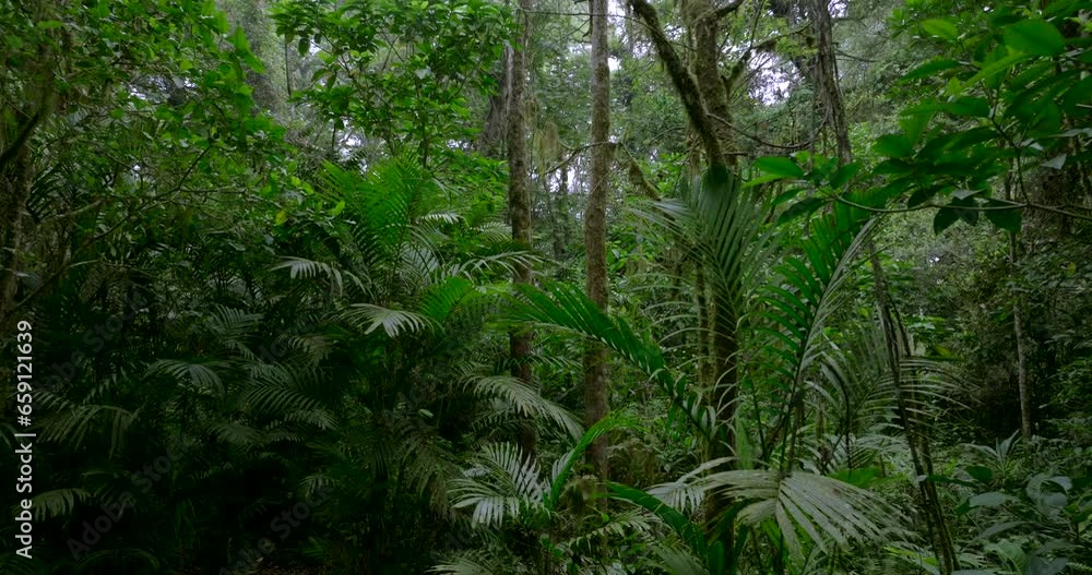 Drone view of Bali. Tropical forest interior. Nature background of a rainforest Drone view of Bali. Tropical forest interior. Nature background of a rainforest