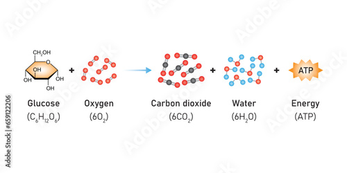 Cellular Respiration Equation Scientific Design. Vector Illustration.