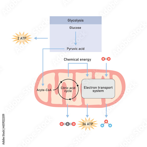 Cellular Respiration Scientific Design. Vector Illustration.