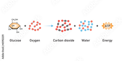 Cellular Respiration Equation Scientific Design. Vector Illustration.