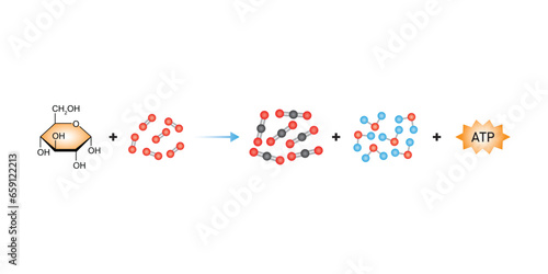 Cellular Respiration Equation Scientific Design. Vector Illustration.
