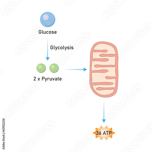 Cellular Respiration Scientific Design. Vector Illustration.