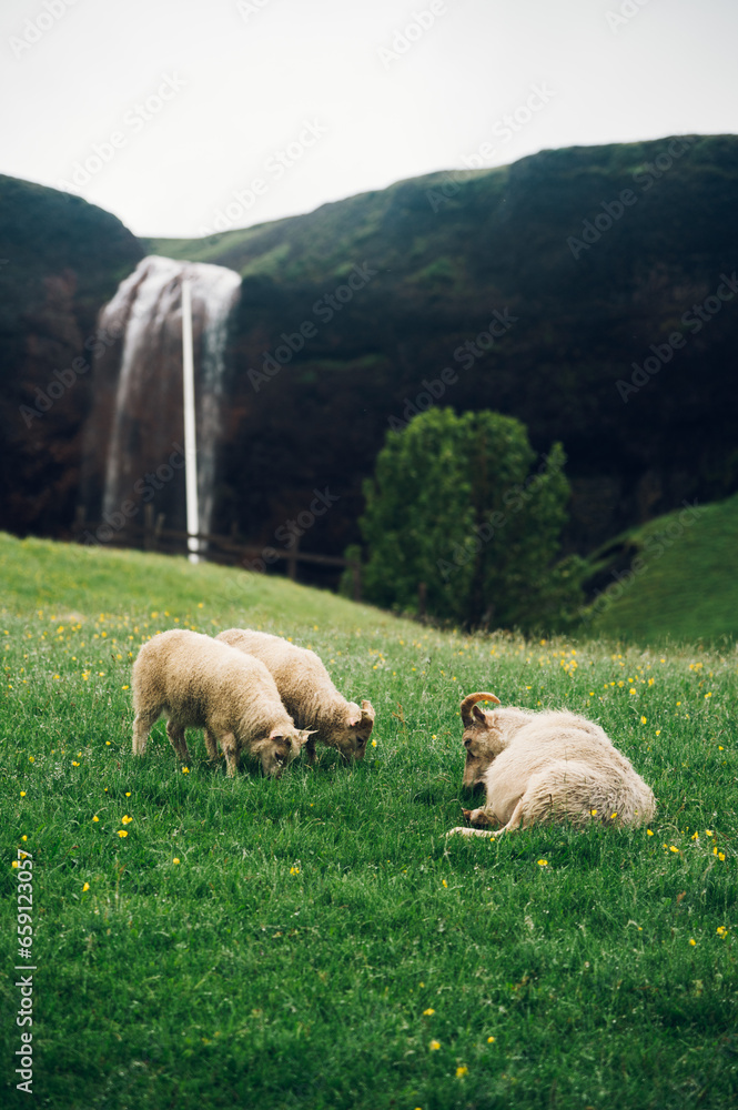 Sheeps are lying and eating grass in a meadow in nature.