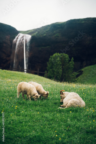Sheeps are lying and eating grass in a meadow in nature.
