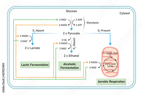 Aerobic and Anaerobic Respiration Scientific Design. Vector Illustration.