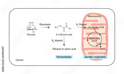 Aerobic and Anaerobic Respiration Scientific Design. Vector Illustration.