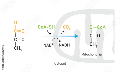 Pyruvate Oxidation Scientific Design. Vector Illustration.