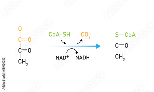 Pyruvate Oxidation Scientific Design. Vector Illustration.