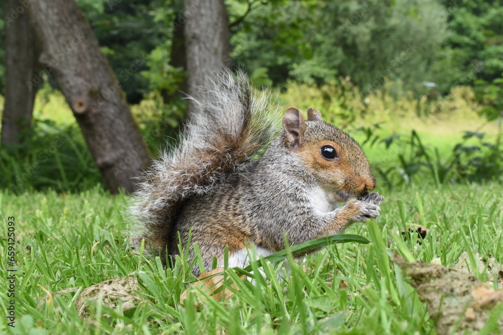 Squirrel in the woods eating a nut Squirrel in the woods eating a nut