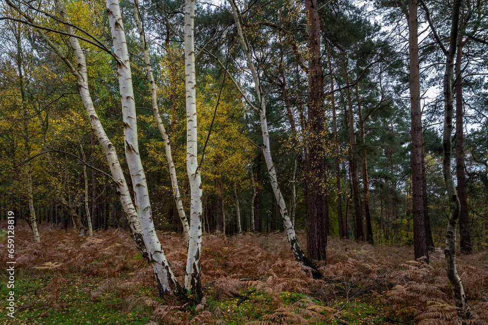 Silver birches in Cat's Bottom forest in autumn, Sandringham, Norfolk Silver birches in Cat's Bottom forest in autumn, Sandringham, Norfolk